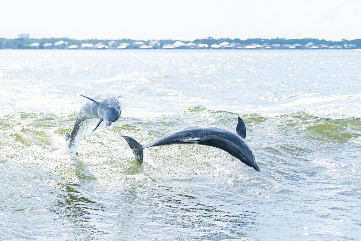 Dolphin Cruise